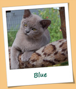 Burmesen von Sona Soraj - Blue Burmesen von Sona Soraj - Blue