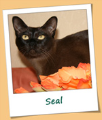 Burmesen von Sona Soraj - Seal